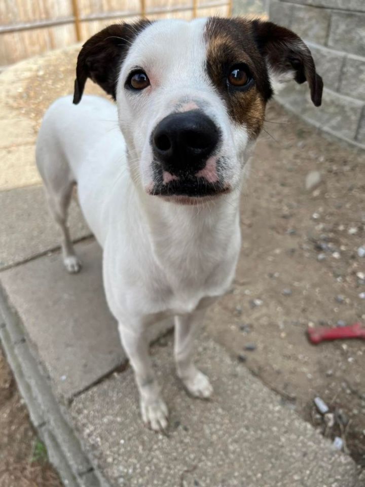 Crest in NH Partially Sponsored Adoption Fee! $300, an adoptable Jack Russell Terrier & Beagle Mix in Manchester, NH_image-3