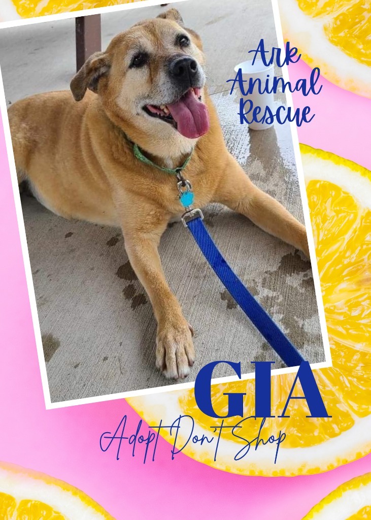 Gia, an adoptable Mixed Breed in Lagrange, IN, 46761 | Photo Image 1
