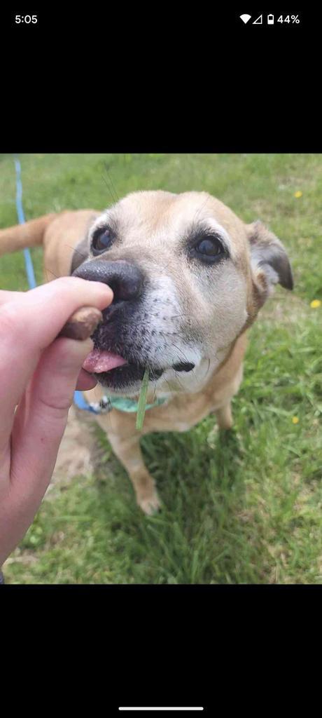 Gia, an adoptable Mixed Breed in Lagrange, IN, 46761 | Photo Image 3