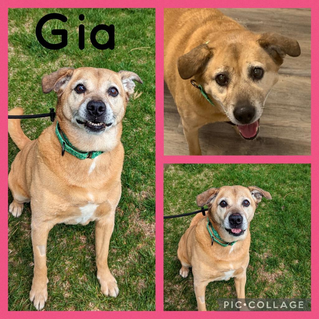 Gia, an adoptable Mixed Breed in Lagrange, IN, 46761 | Photo Image 4
