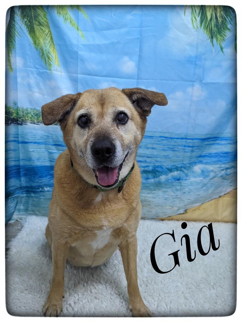 Gia, an adoptable Mixed Breed in Lagrange, IN, 46761 | Photo Image 5