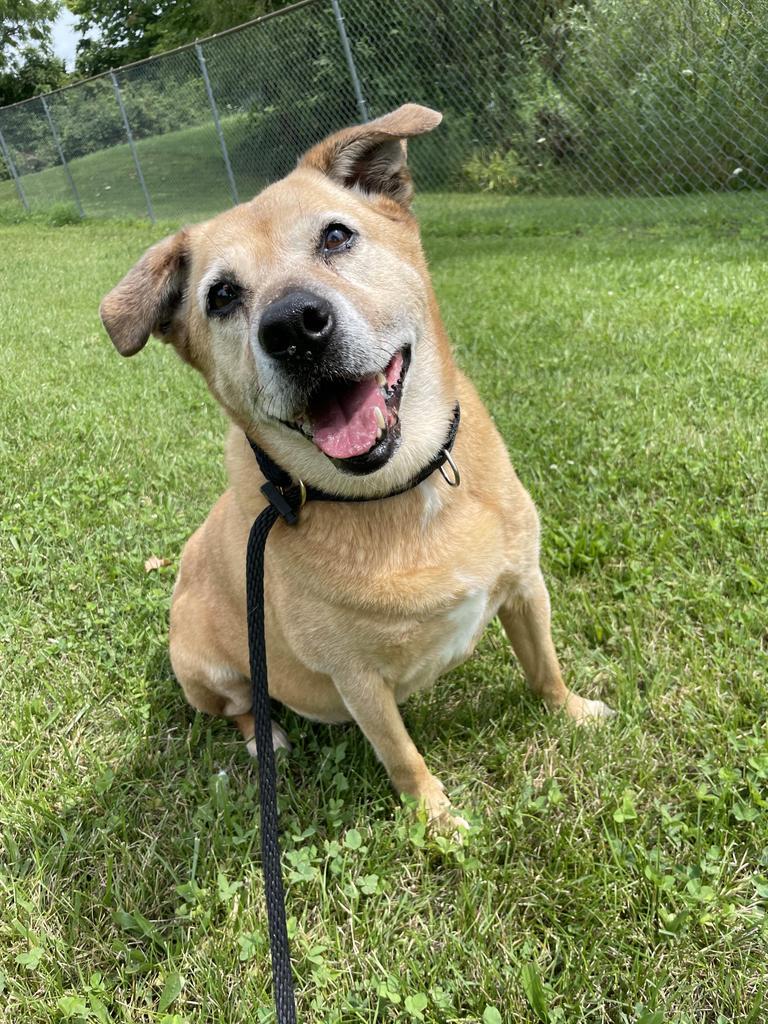 Gia, an adoptable Mixed Breed in Lagrange, IN, 46761 | Photo Image 6