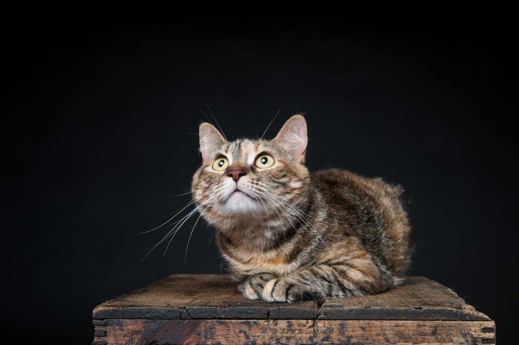 Cleo