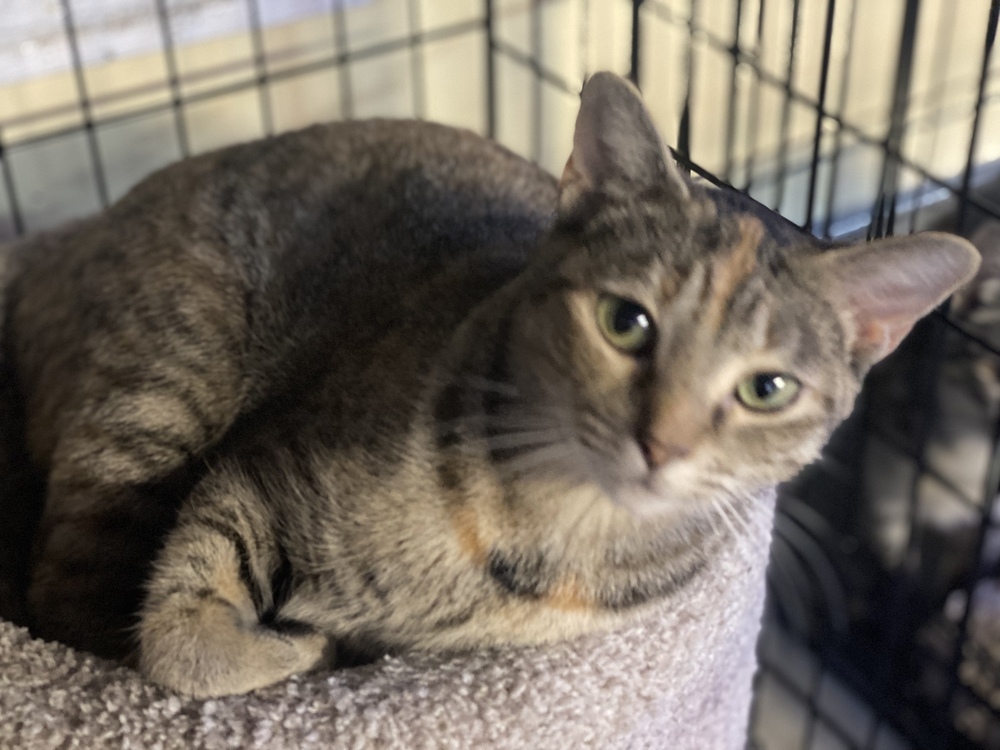 Raya, an adoptable Ocicat in Carrollton, VA, 23314 | Photo Image 1