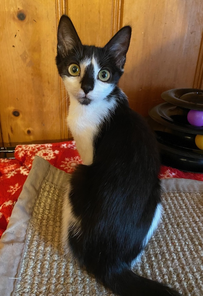 Ziggy, an adoptable Domestic Short Hair in Carrollton, VA, 23314 | Photo Image 1