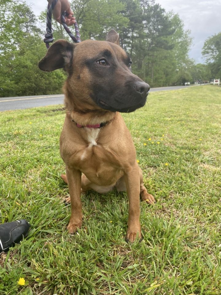 Dog for adoption - Demi, a Belgian Shepherd / Malinois & Beagle Mix in ...