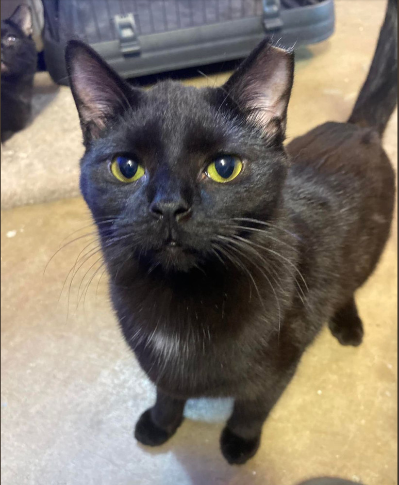 Sirius, an adoptable Domestic Short Hair in Carrollton, VA, 23314 | Photo Image 1