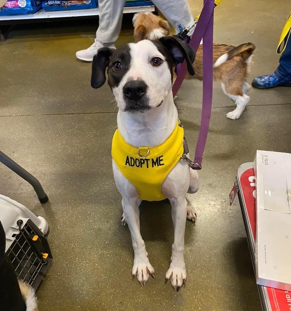 Maisy, an adoptable American Staffordshire Terrier, Hound in Carrollton, VA, 23314 | Photo Image 1