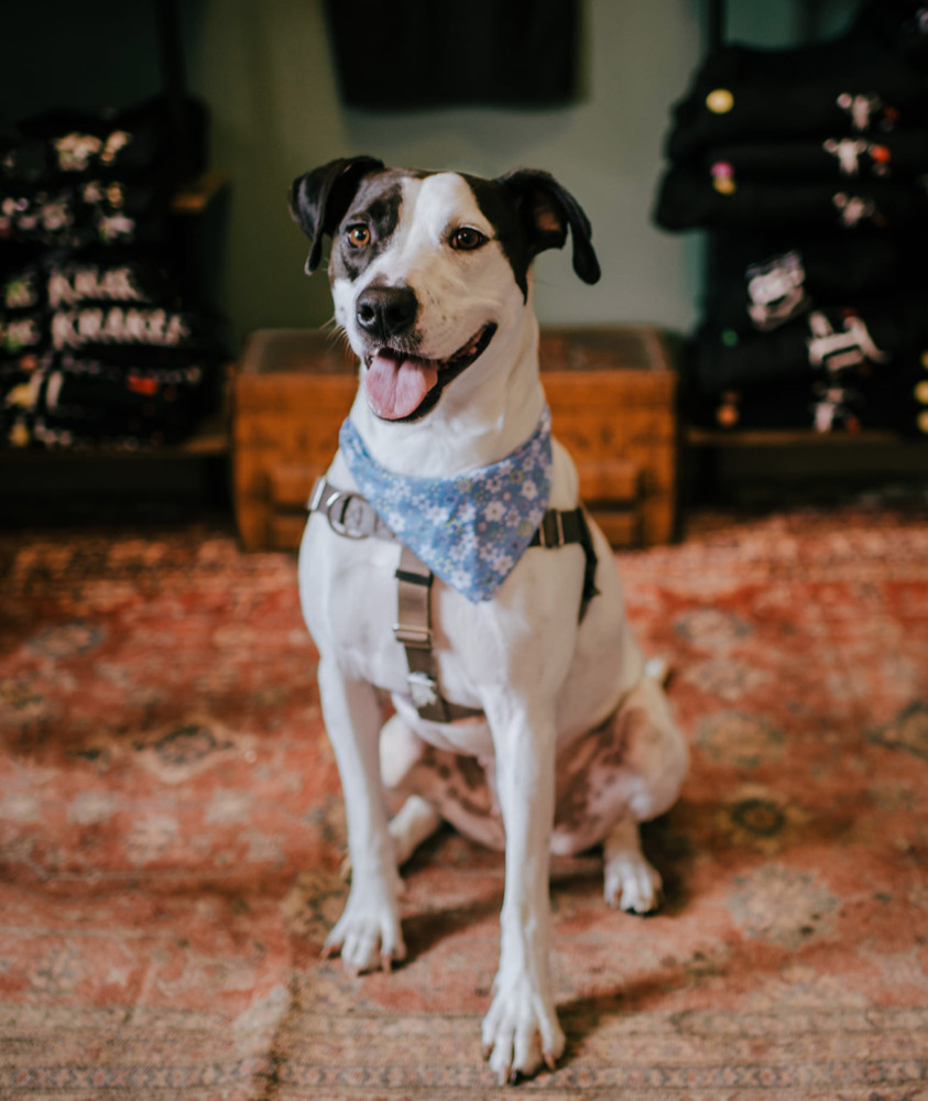 Maisy, an adoptable American Staffordshire Terrier, Hound in Carrollton, VA, 23314 | Photo Image 2