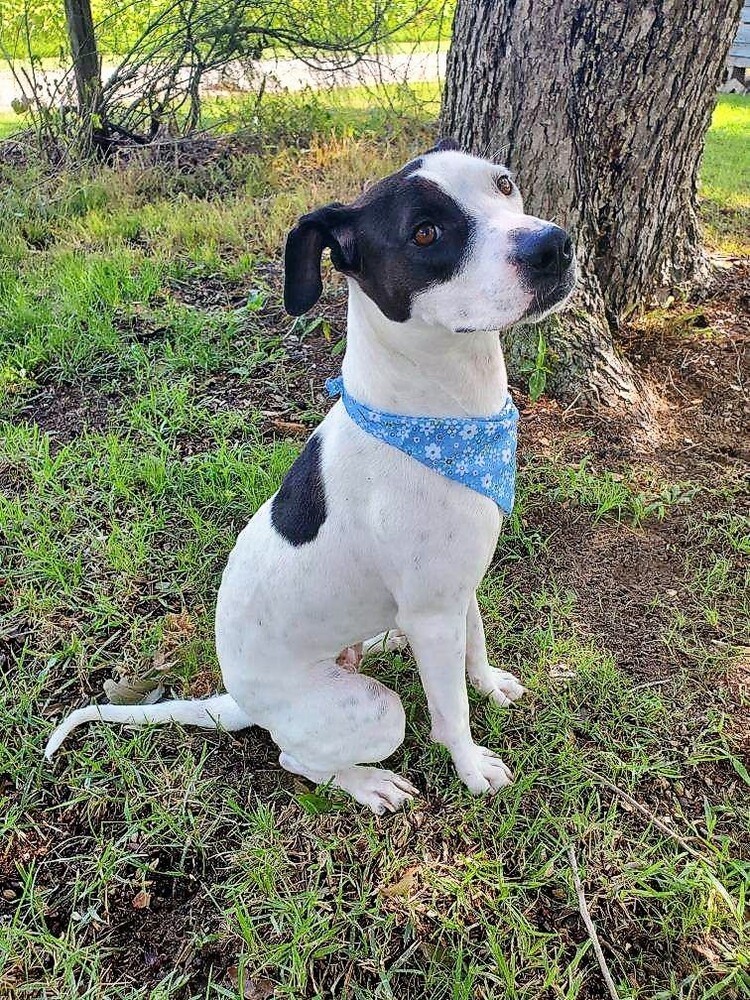 Maisy, an adoptable American Staffordshire Terrier, Hound in Carrollton, VA, 23314 | Photo Image 3