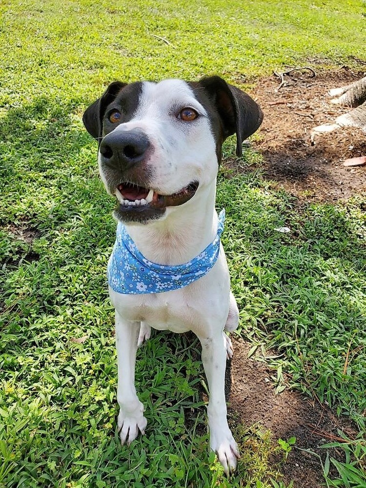 Maisy, an adoptable American Staffordshire Terrier, Hound in Carrollton, VA, 23314 | Photo Image 4