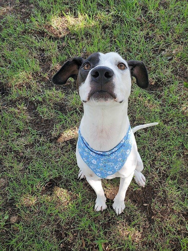 Maisy, an adoptable American Staffordshire Terrier, Hound in Carrollton, VA, 23314 | Photo Image 5