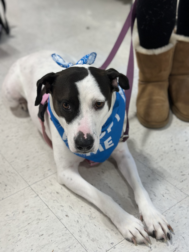 Maisy, an adoptable American Staffordshire Terrier, Hound in Carrollton, VA, 23314 | Photo Image 6