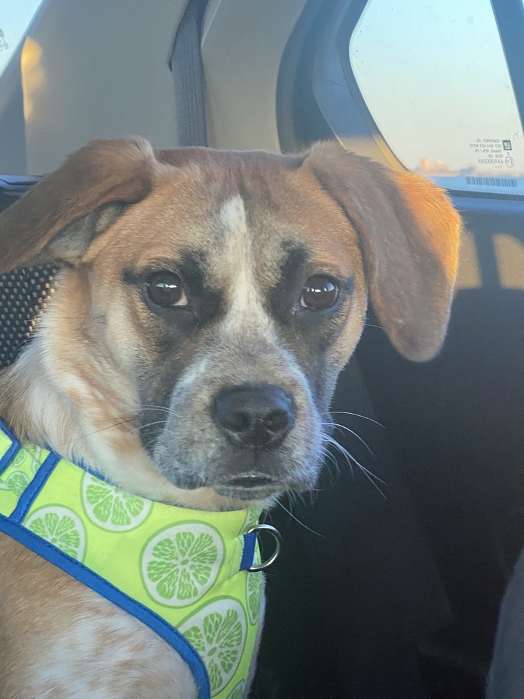 Ivy, an adoptable Hound in Carrollton, VA, 23314 | Photo Image 1