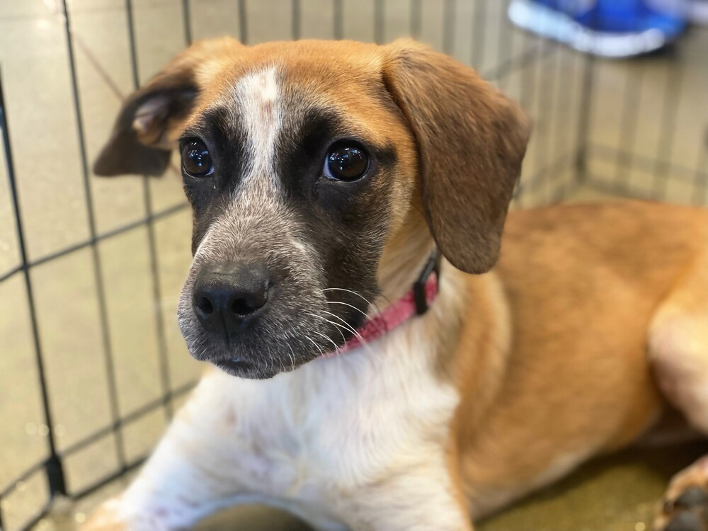 Ivy, an adoptable Hound in Carrollton, VA, 23314 | Photo Image 2