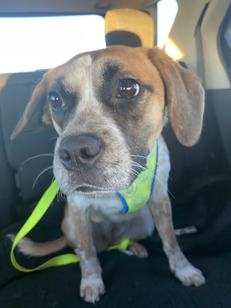 Ivy, an adoptable Hound in Carrollton, VA, 23314 | Photo Image 3