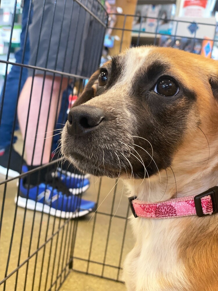 Ivy, an adoptable Hound in Carrollton, VA, 23314 | Photo Image 4