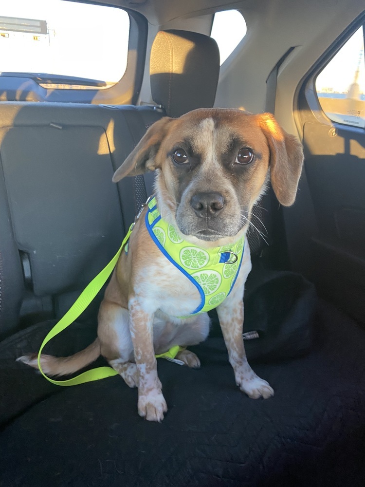 Ivy, an adoptable Hound in Carrollton, VA, 23314 | Photo Image 5