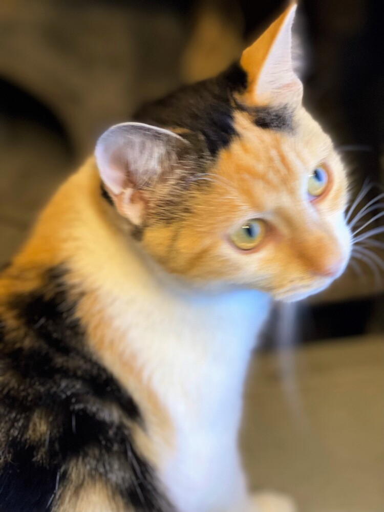 Macy, an adoptable Domestic Short Hair in Carrollton, VA, 23314 | Photo Image 1