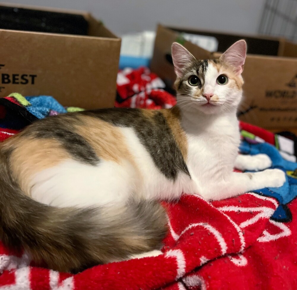 Ghibli, an adoptable Domestic Medium Hair in Carrollton, VA, 23314 | Photo Image 1