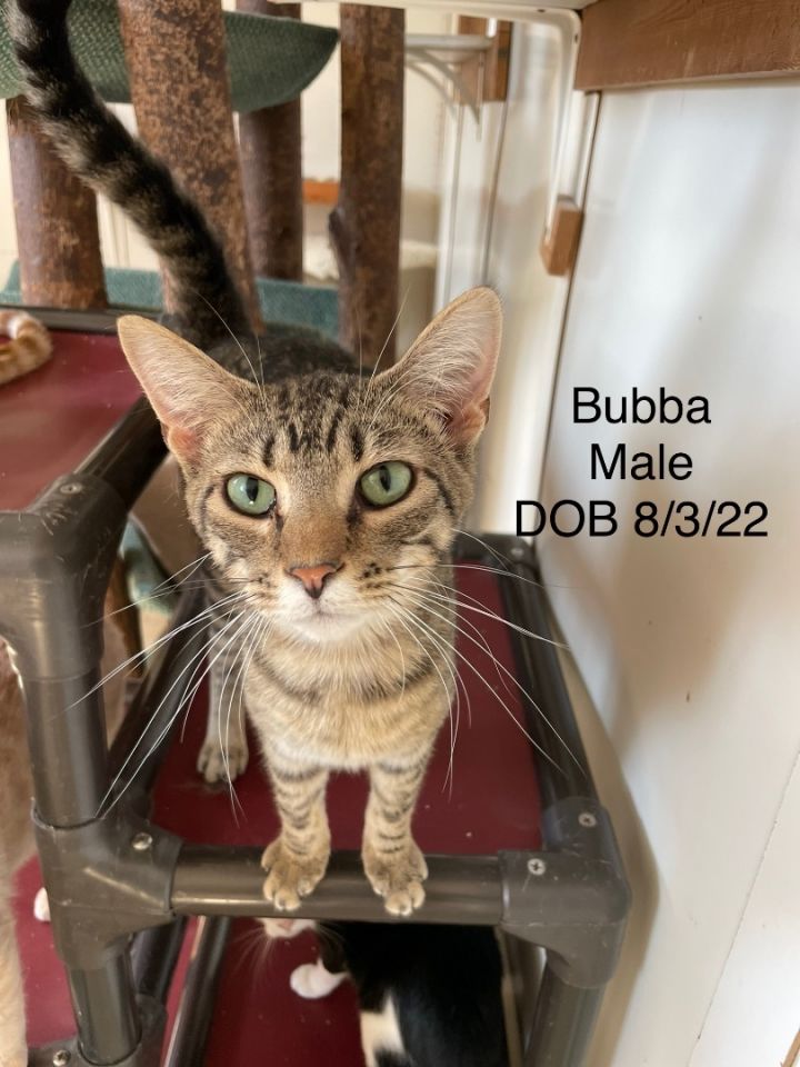 Bubba, an adoptable Tabby & Domestic Short Hair Mix in Lacon, IL_image-2