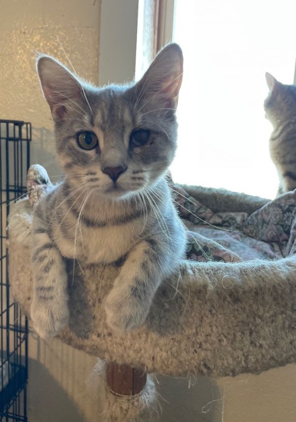 Catsby