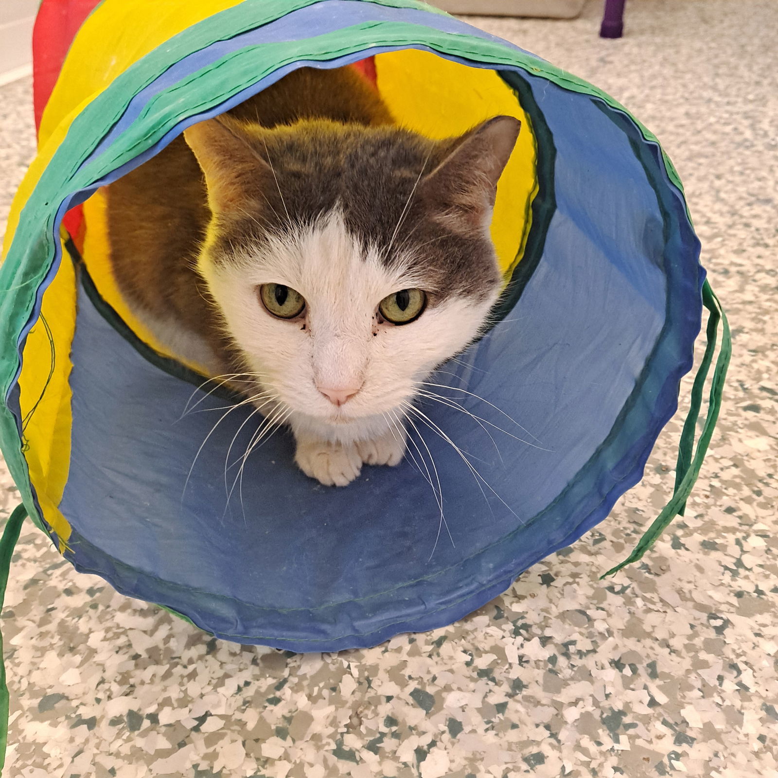 Hissofer, an adoptable Domestic Short Hair in Bay City, MI, 48706 | Photo Image 1