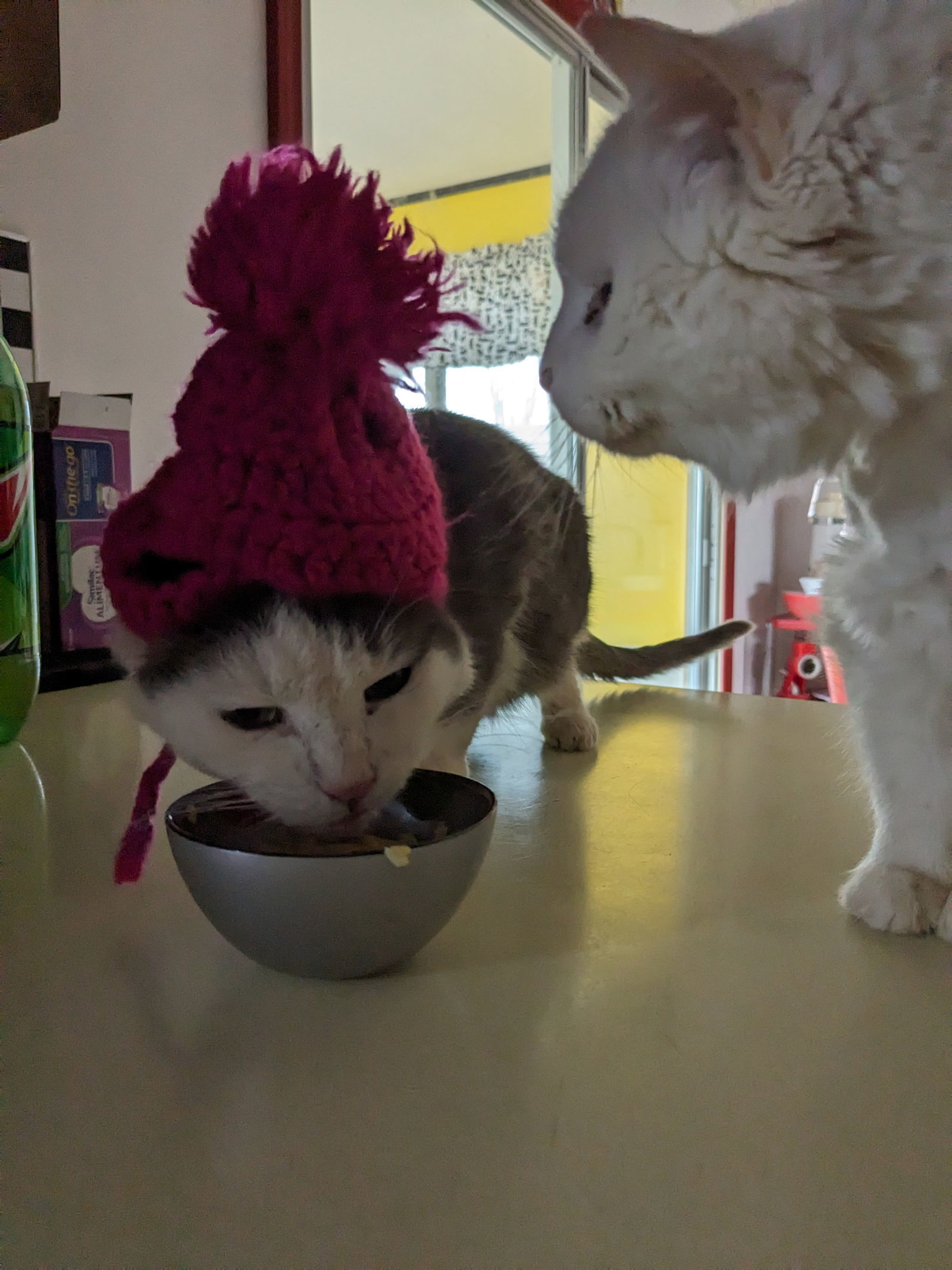 Hissofer, an adoptable Domestic Short Hair in Bay City, MI, 48706 | Photo Image 2