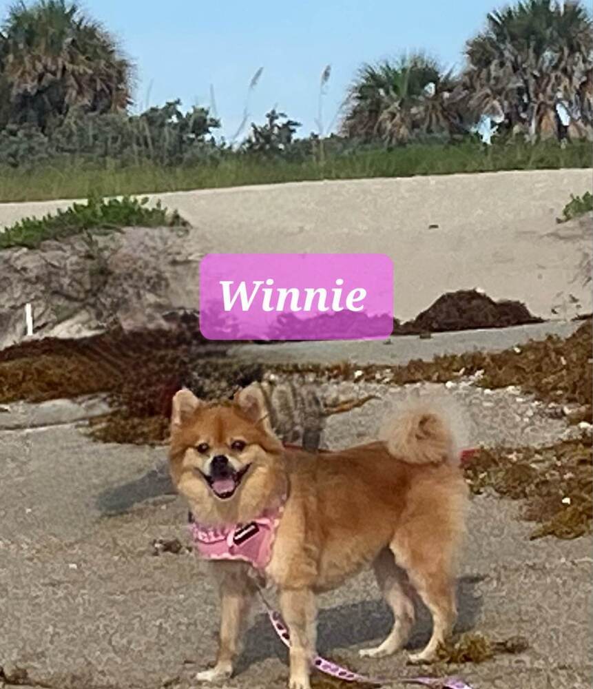 Winnie, an adoptable Pomeranian in Plantation, FL, 33317 | Photo Image 2