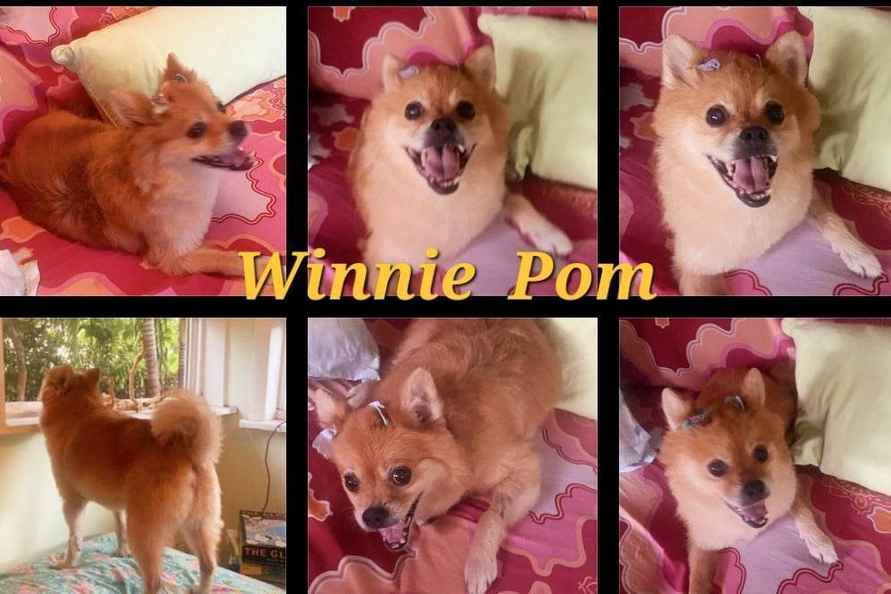 Winnie, an adoptable Pomeranian in Plantation, FL, 33317 | Photo Image 4