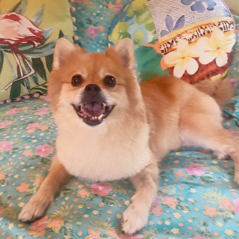 Winnie, an adoptable Pomeranian in Plantation, FL, 33317 | Photo Image 5