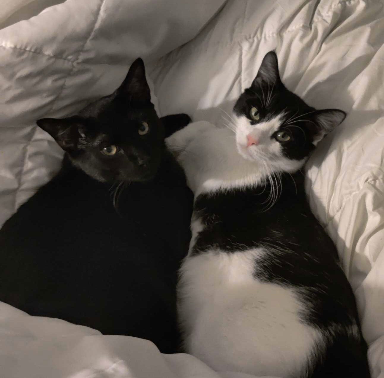 Jiji & Baka