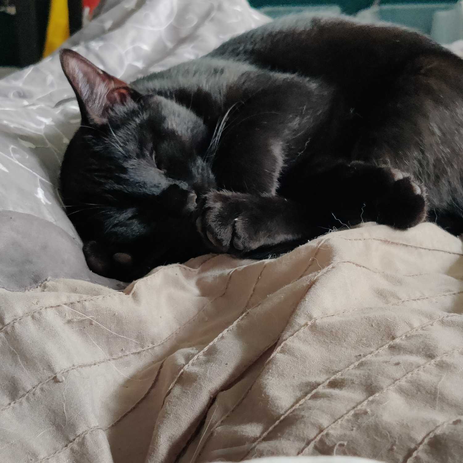Jiji & Baka