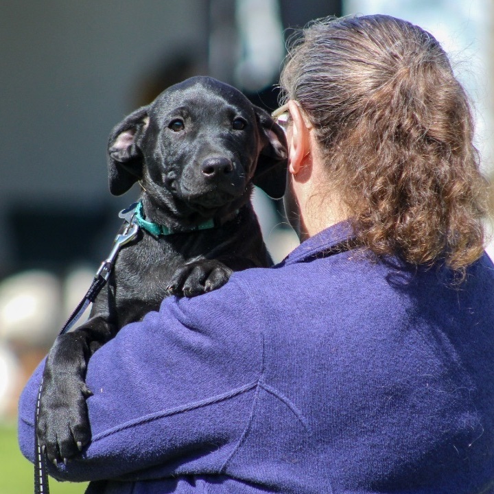 Willa, an adoptable Black Labrador Retriever Mix in New Britain, CT_image-2