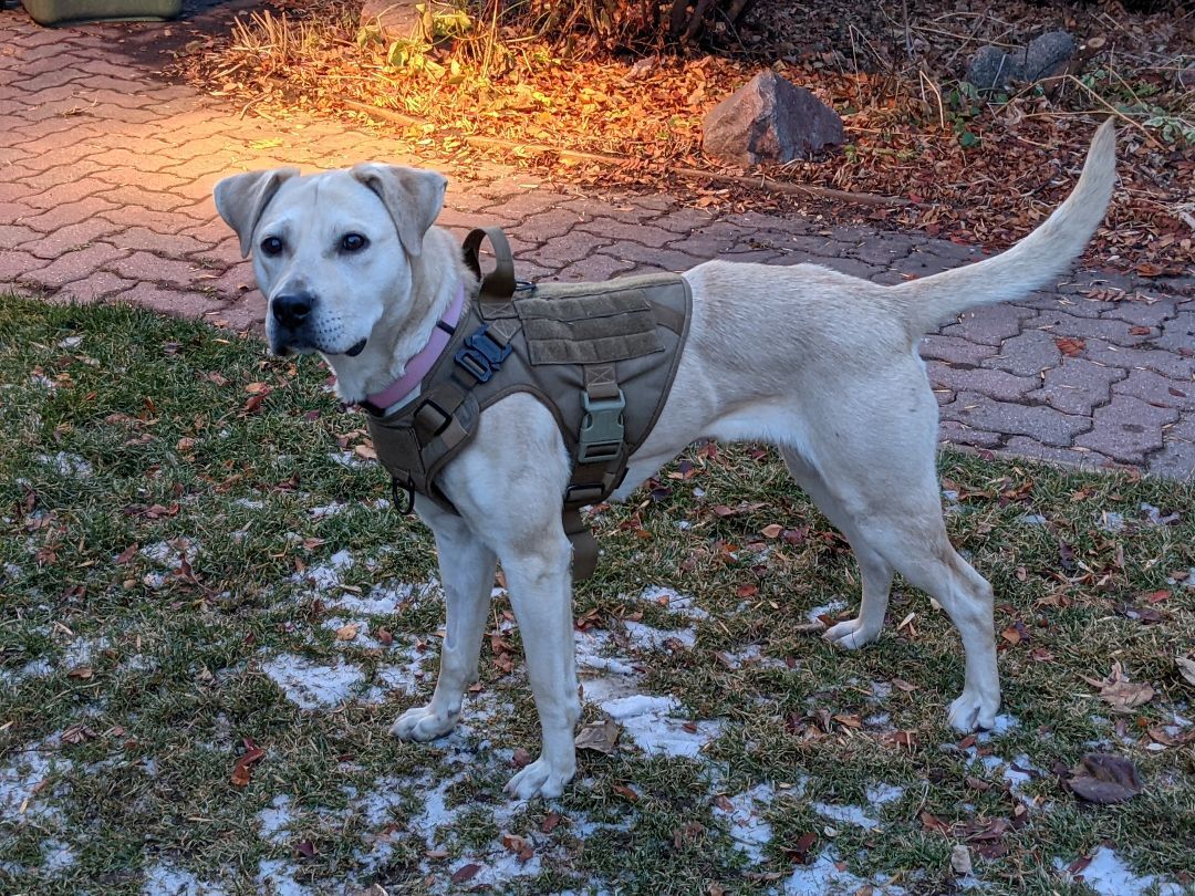 Duchess, an adoptable Yellow Labrador Retriever in Calgary, AB, T2E 3Z7 | Photo Image 2