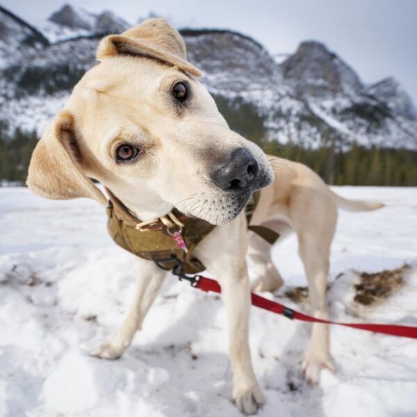 Duchess, an adoptable Yellow Labrador Retriever in Calgary, AB, T2E 3Z7 | Photo Image 4