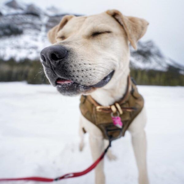 Duchess, an adoptable Yellow Labrador Retriever in Calgary, AB, T2E 3Z7 | Photo Image 5