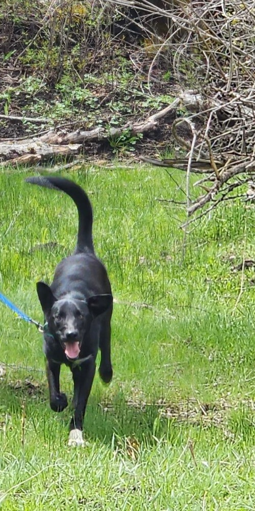 Frank, an adoptable Labrador Retriever in Bend, OR, 97701 | Photo Image 4
