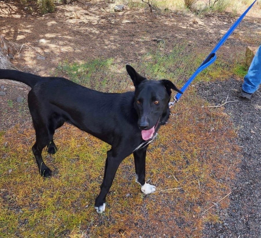 Frank, an adoptable Labrador Retriever in Bend, OR, 97701 | Photo Image 1