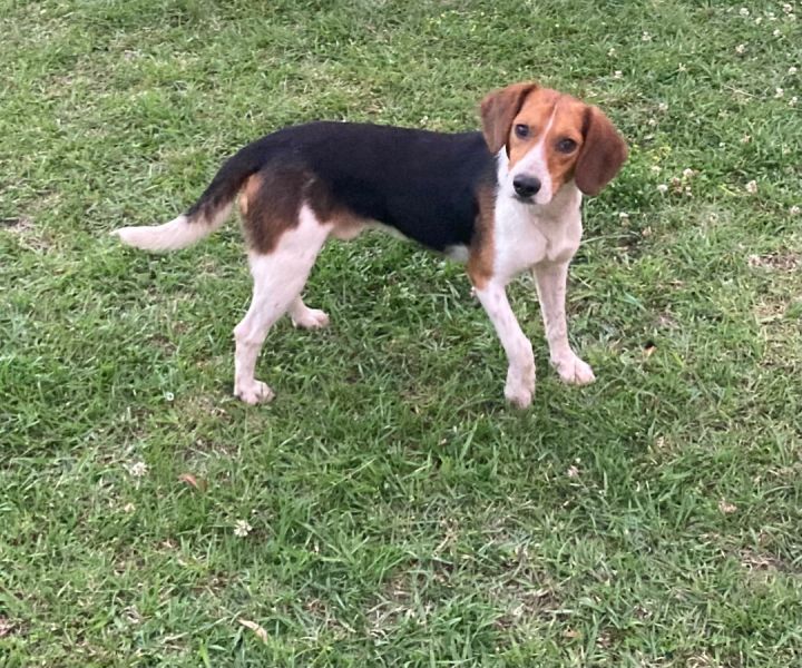 Beagle walker hot sale mix