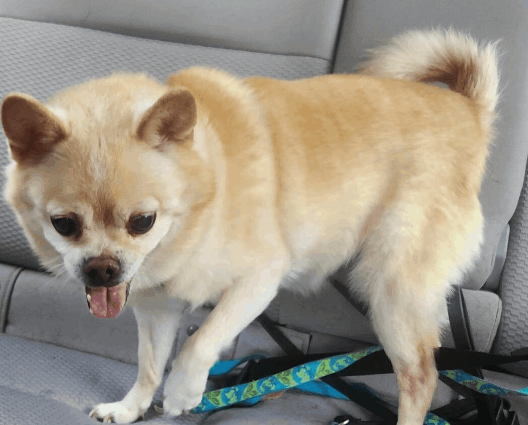 Daisy , an adoptable Pomeranian, Chihuahua in Gulfport, FL, 33707 | Photo Image 1