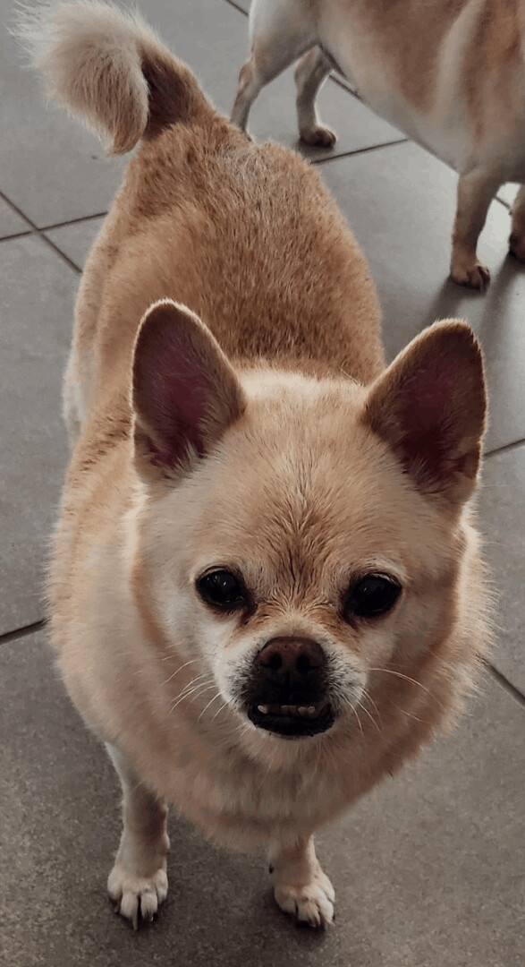 Daisy , an adoptable Pomeranian, Chihuahua in Gulfport, FL, 33707 | Photo Image 2