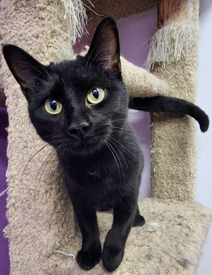 Cat for adoption Polly Pocket, a Domestic Short Hair in Rawlins, WY