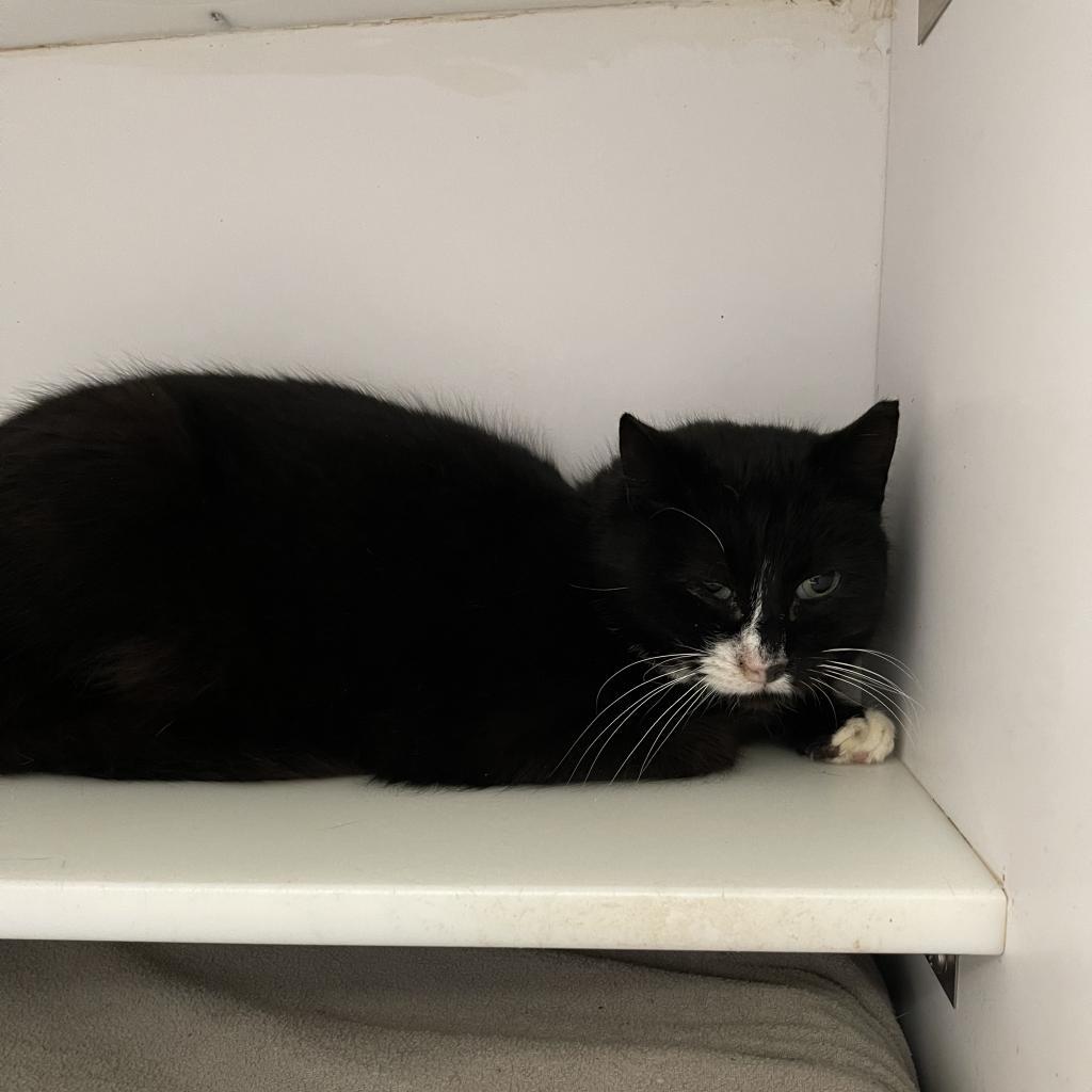 Macaroon, an adoptable Domestic Short Hair in Kanab, UT, 84741 | Photo Image 1