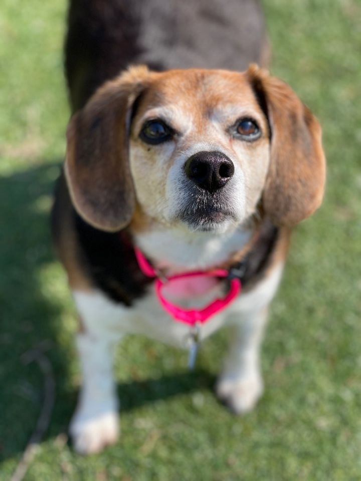 Bella (Isabella), an adoptable Beagle in Severn, MD_image-2