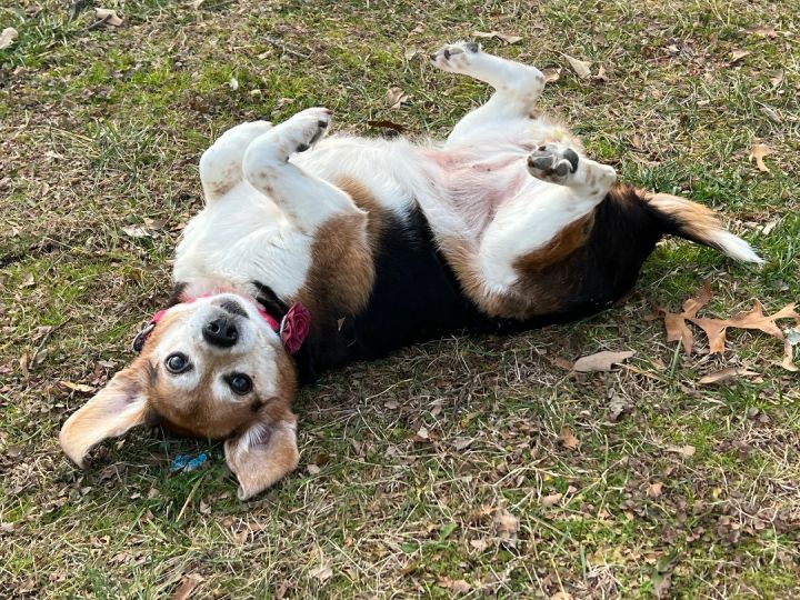 Bella (Isabella), an adoptable Beagle in Severn, MD_image-3