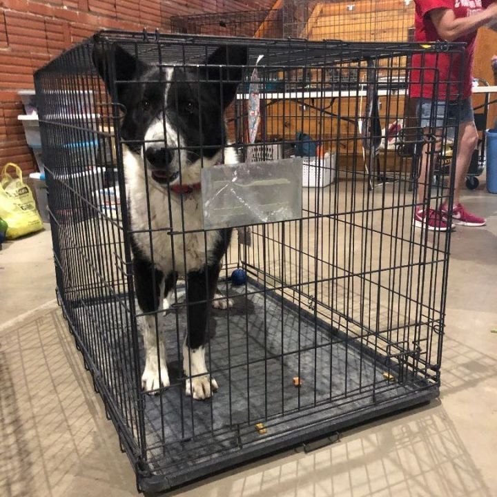 What size dog crate shop for a border collie