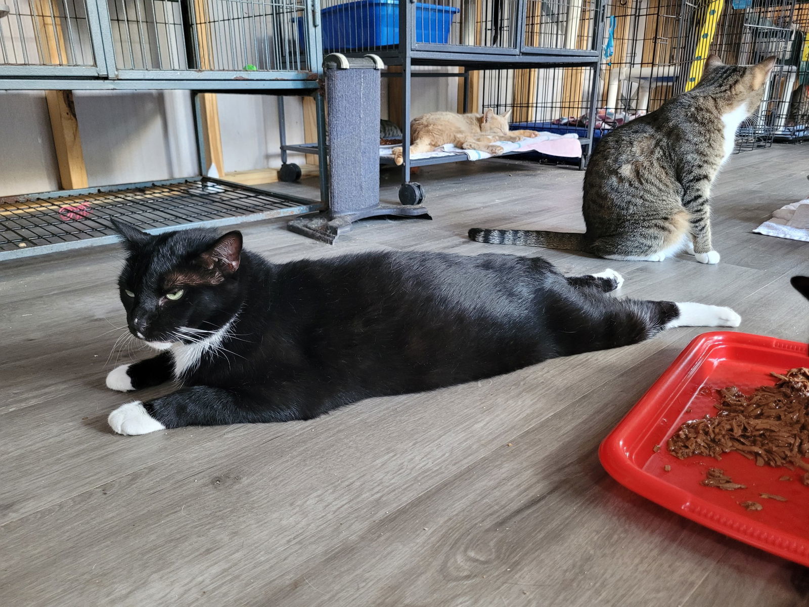 Michelangelo, an adoptable Tuxedo in Naples, FL, 34116 | Photo Image 1