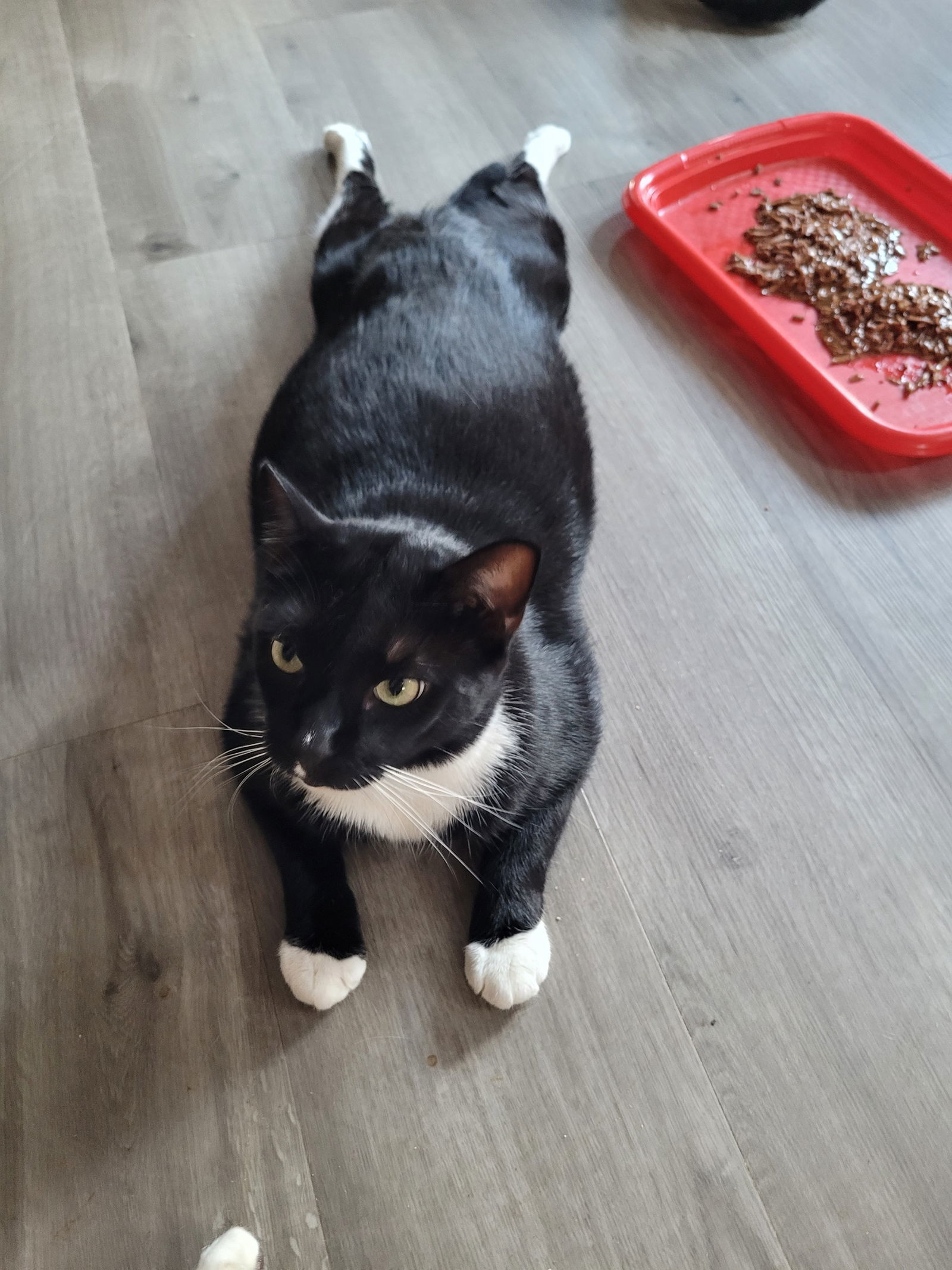 Michelangelo, an adoptable Tuxedo in Naples, FL, 34116 | Photo Image 2