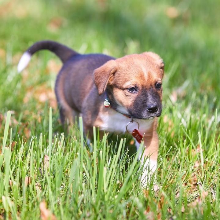 Poi , an adoptable Mixed Breed in Springfield, MO_image-3